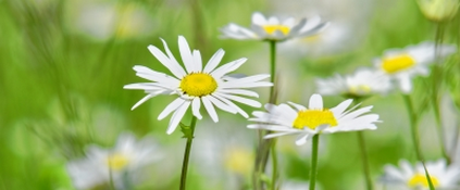 Autopflege Regensburg Autogeruch